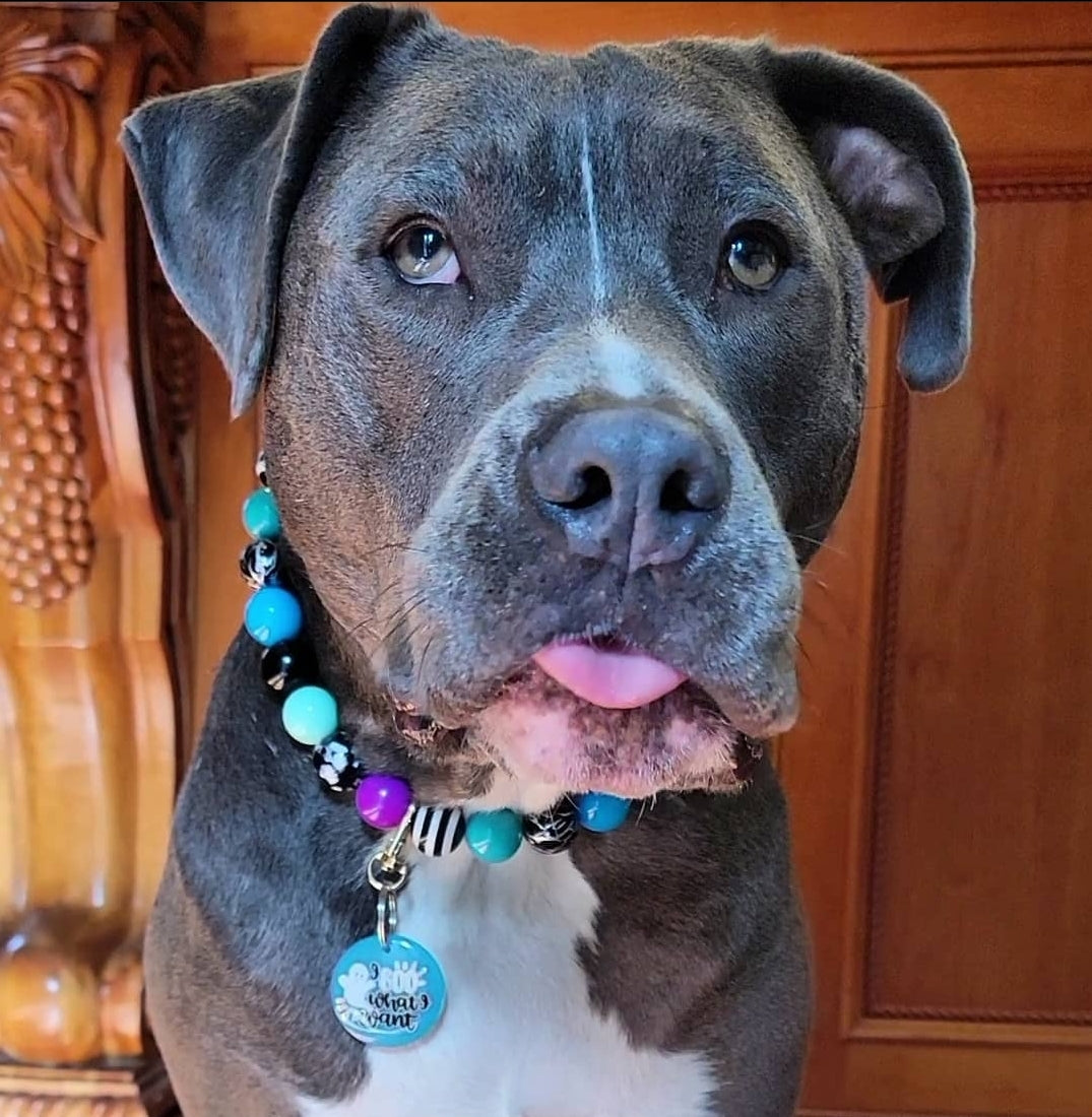 Beaded dog collar discount